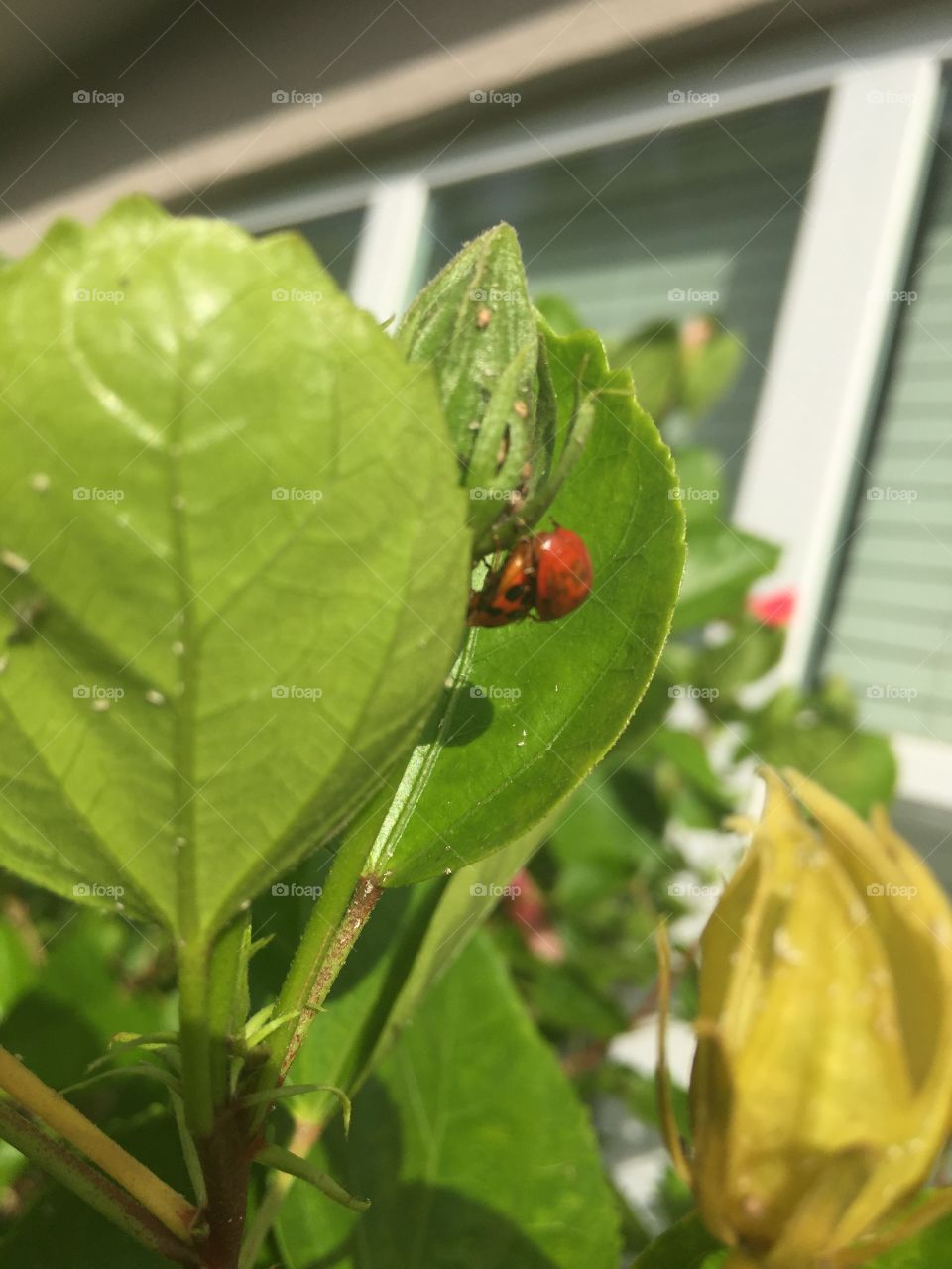 Ladybug 