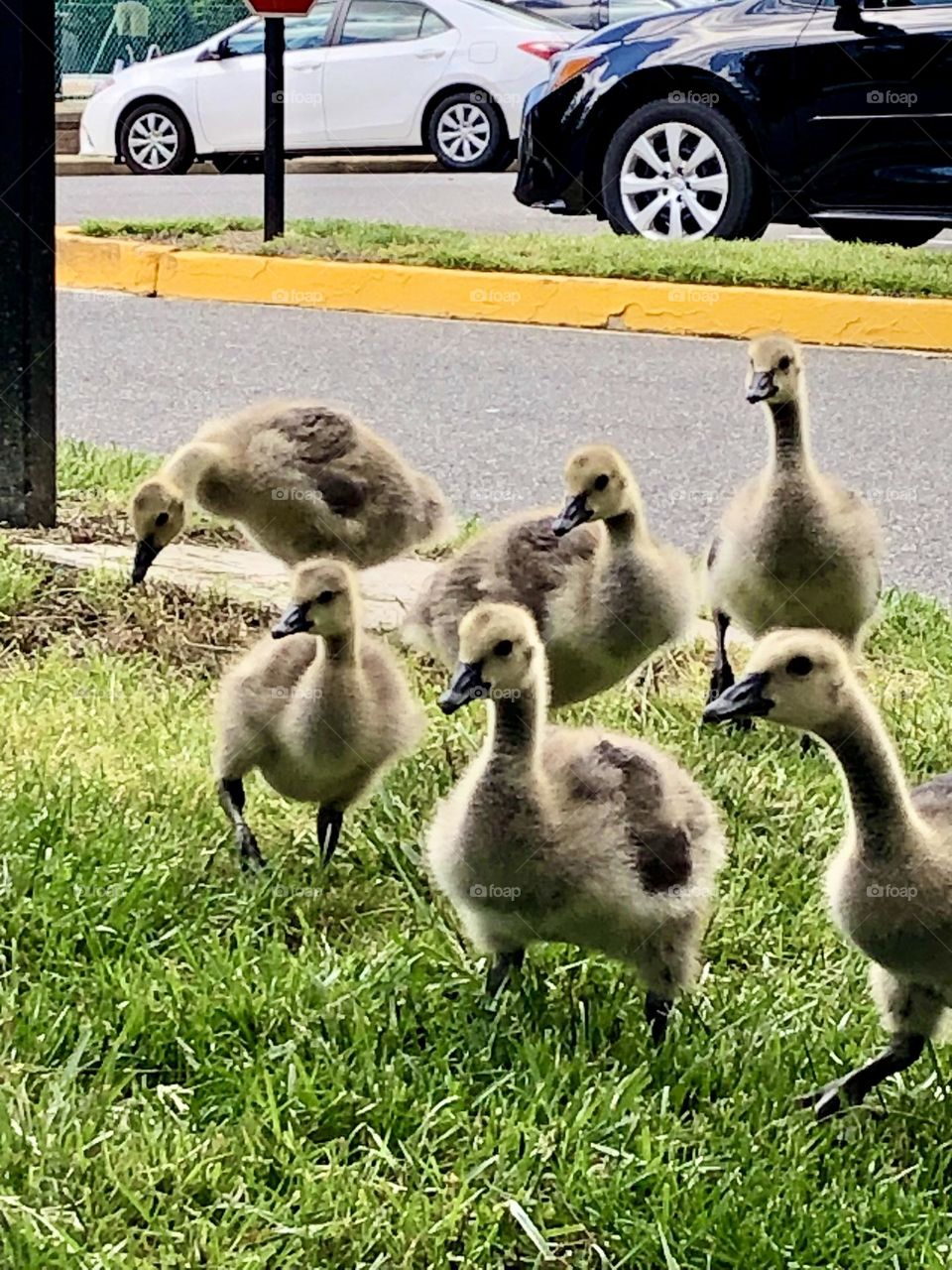 Getting friendly with the baby geese / Canada geese family 