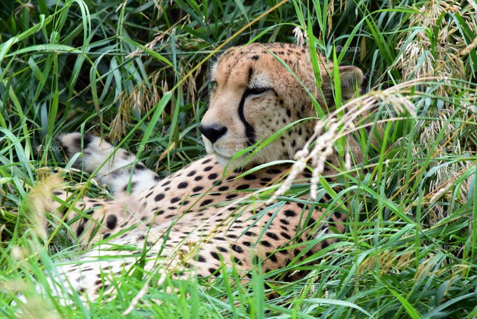 A cheetah rests in tall grass on a hot afternoon