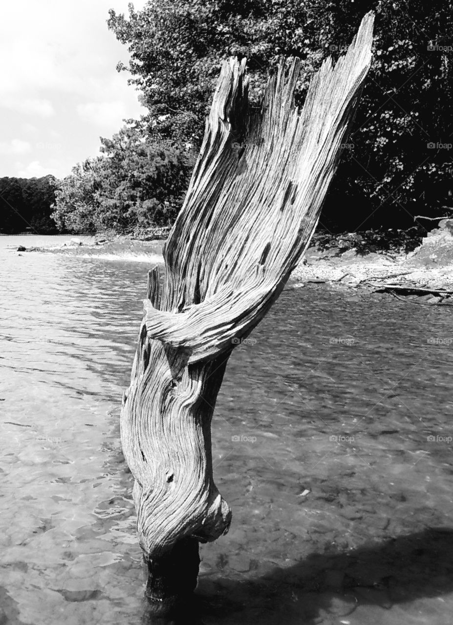 driftwood emerging from lake.