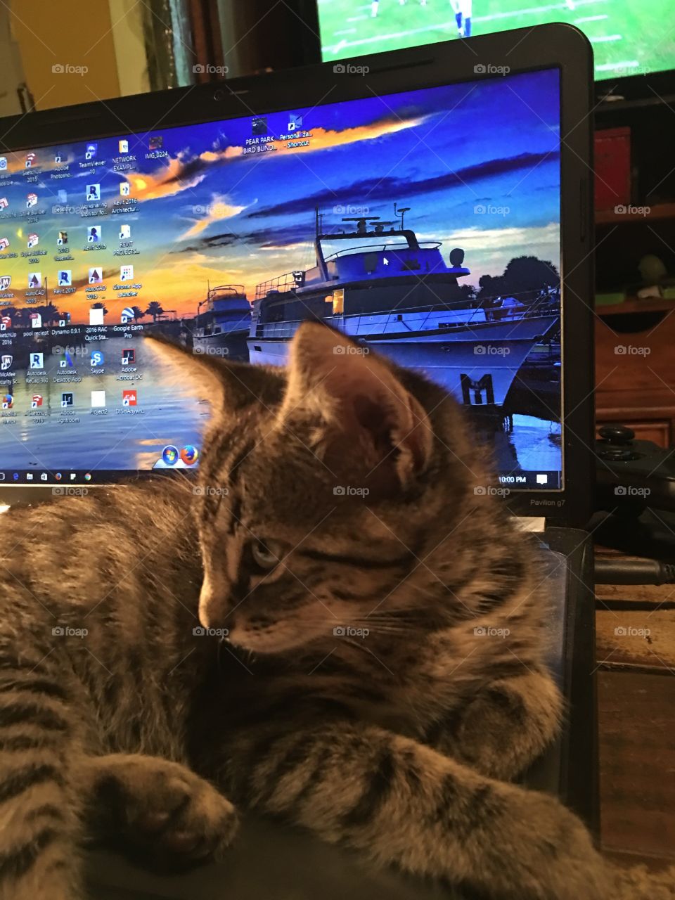 Computer kitten