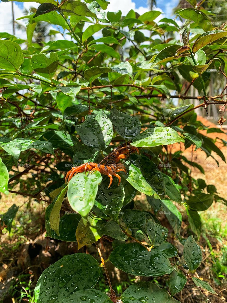 Giant Centipede On a branch of a flowering tree.