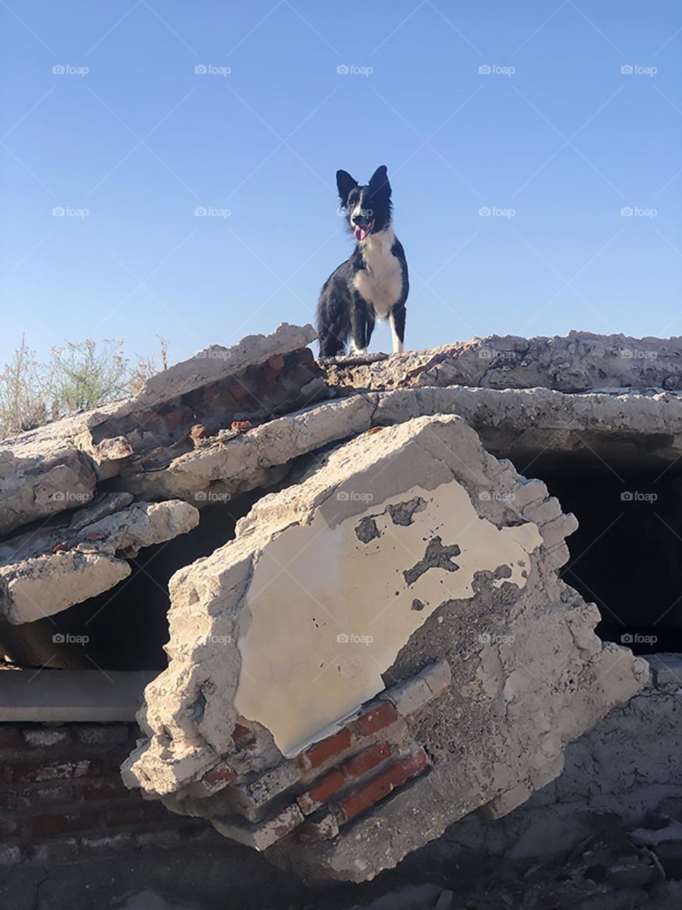 A dog in a destroyed place 