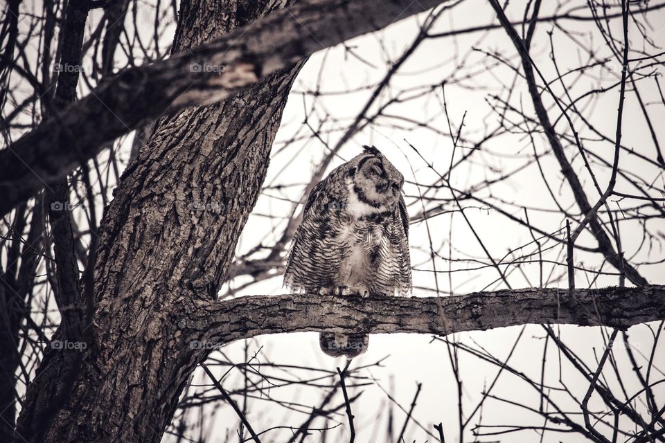 Happy owl 