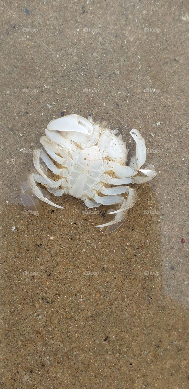 upside down baby sized crab on beach