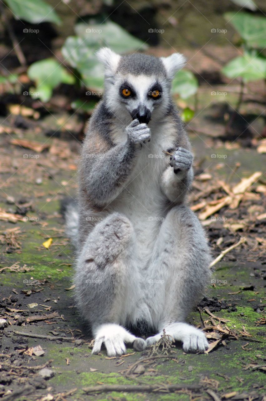 lemur