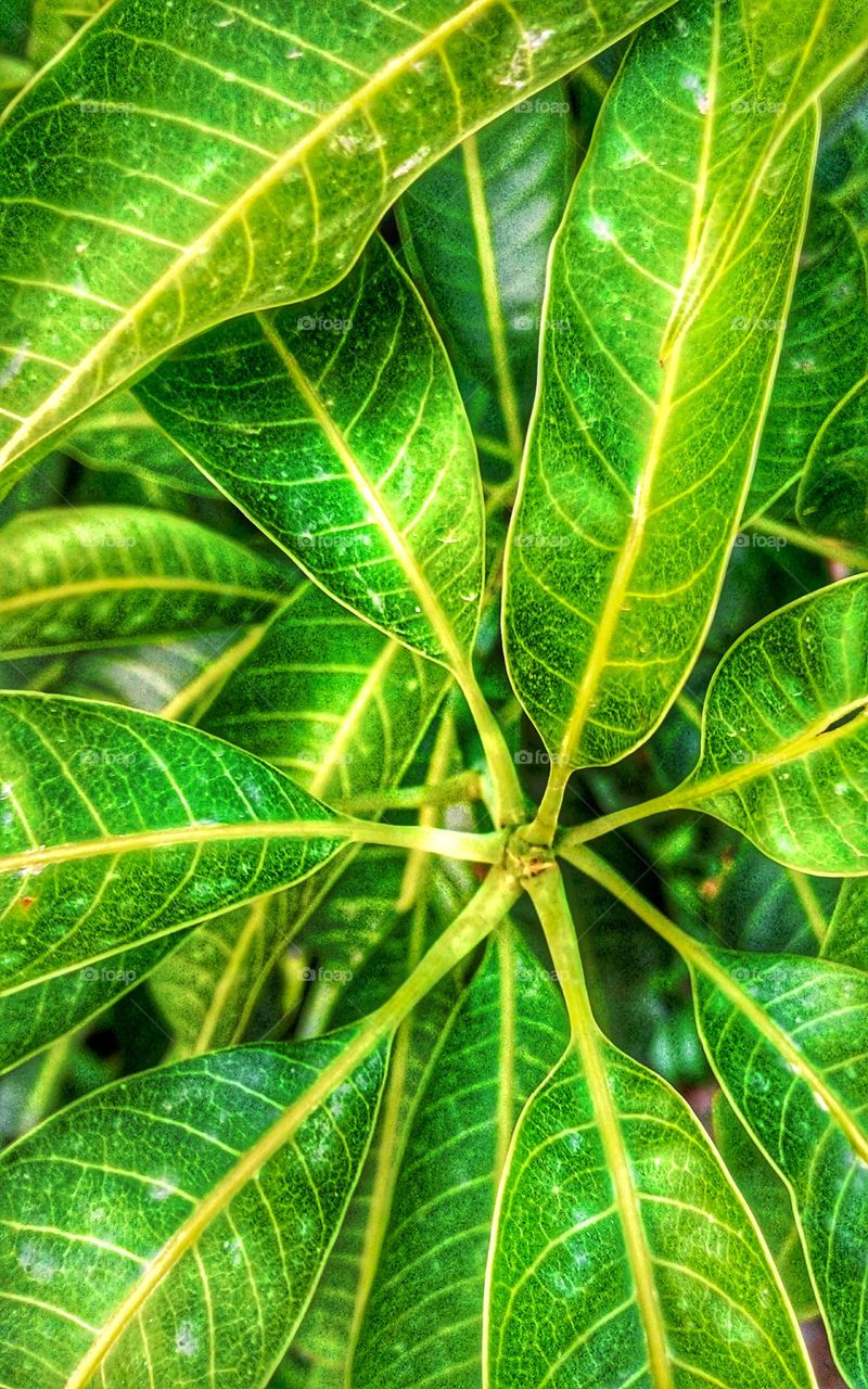Mango tree leaf