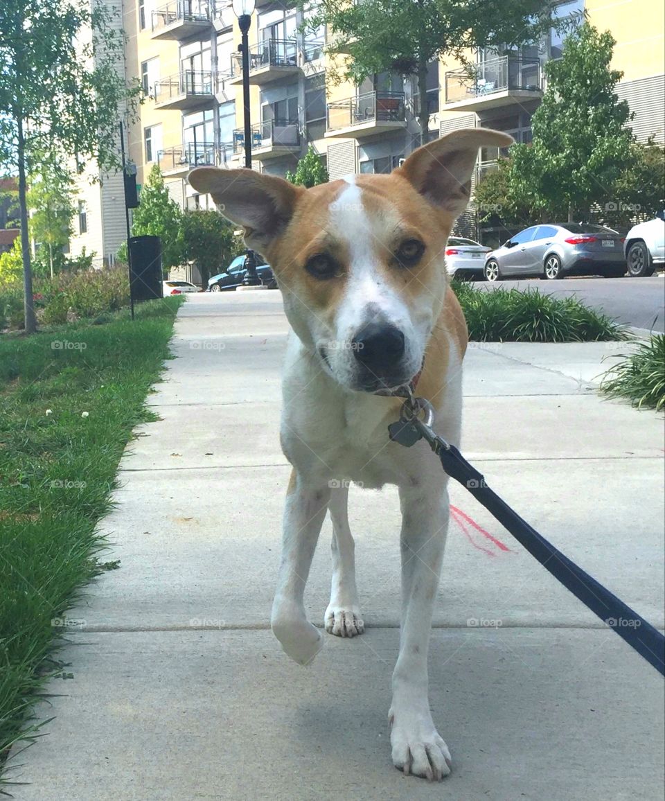 Silly dog on a walk on leash on a city sidewalk with apartments in background