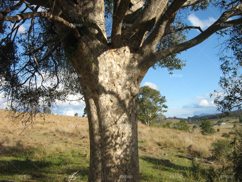 A valley beyond an old tree, Queensland Australia