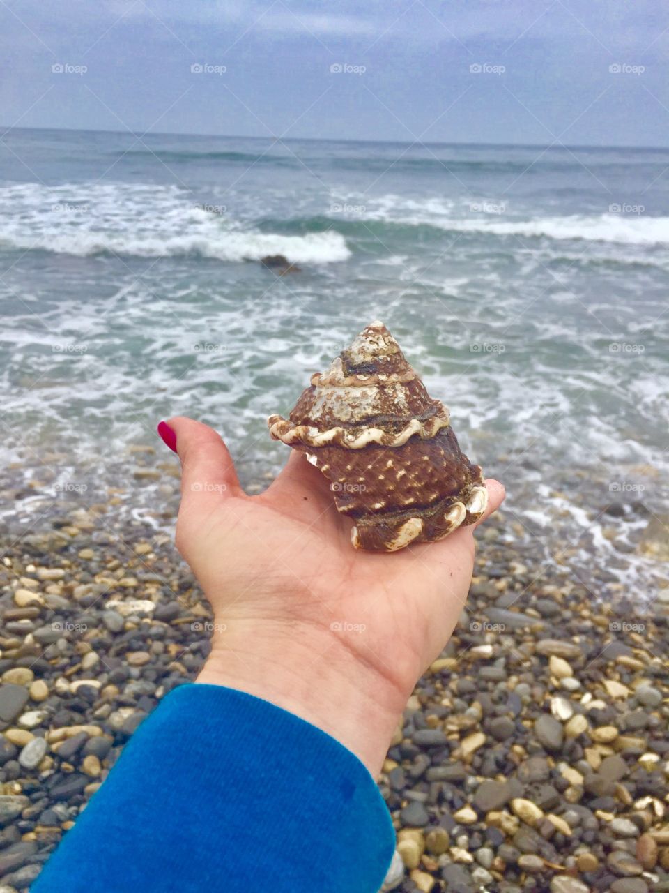 SoCal Seashell Treasure 