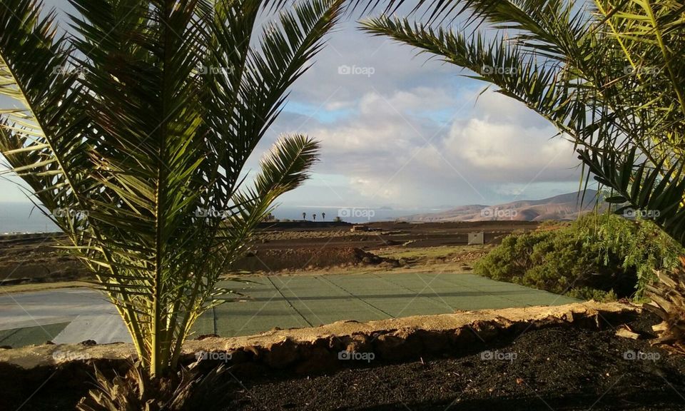 Palmtrees