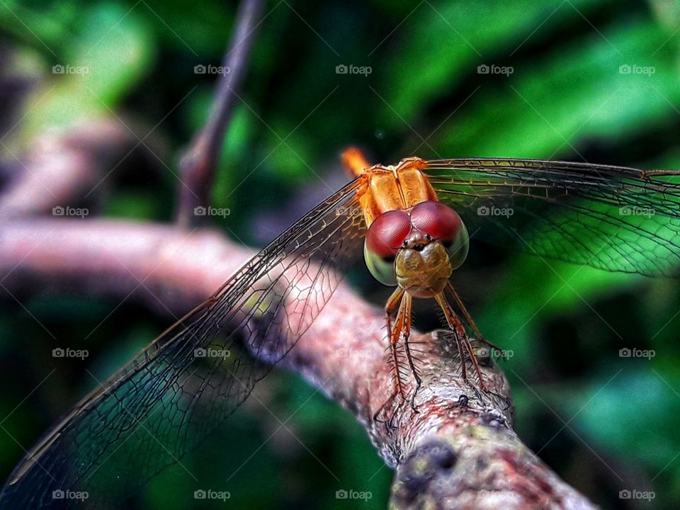 Dragonfly on a branch