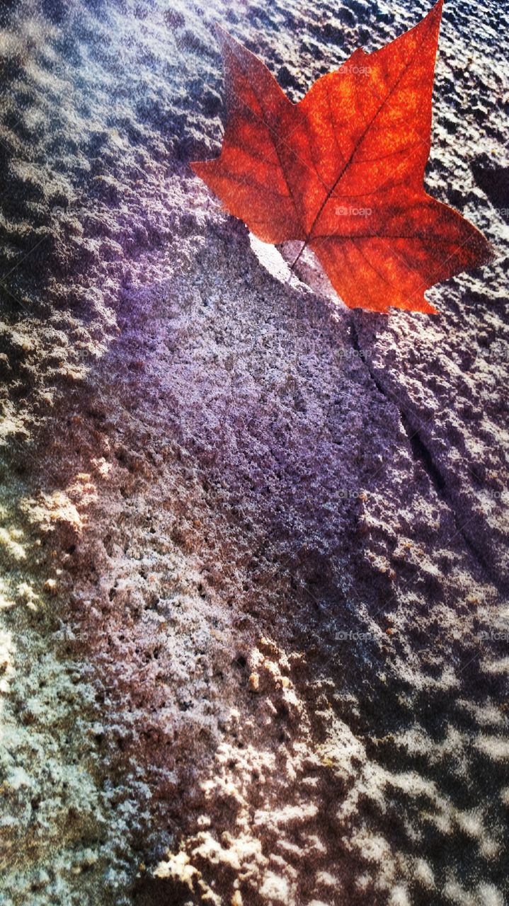 Leaf on a concrete fence