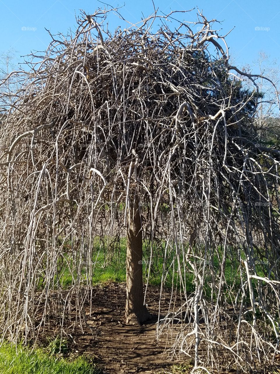 Dormant Tree