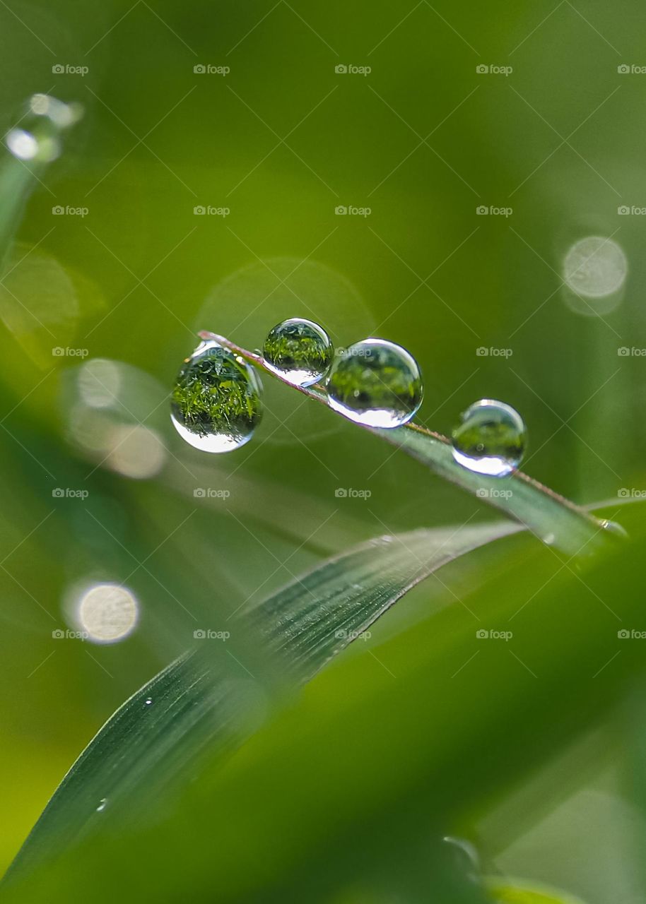 raindrops on the leaves