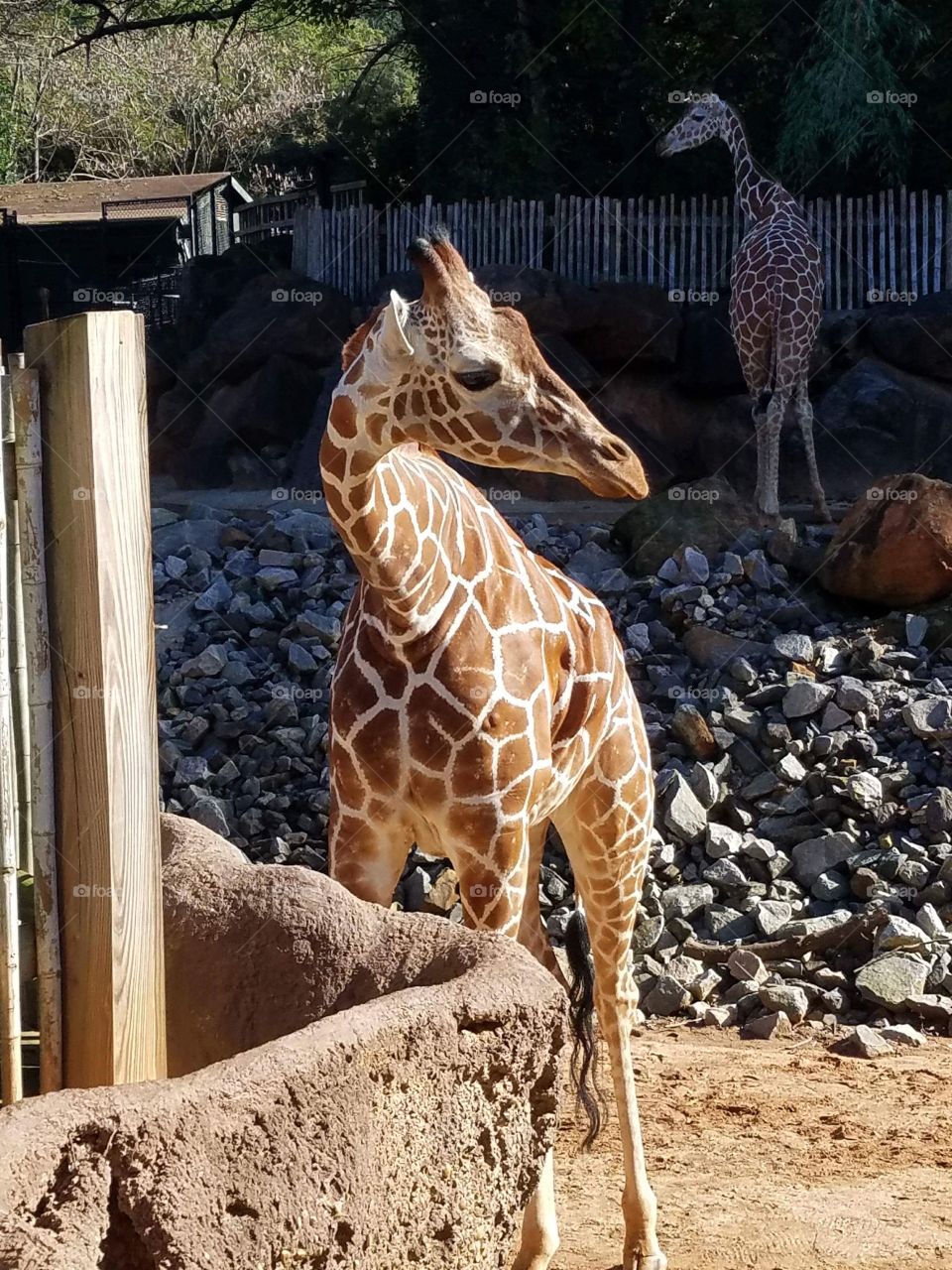 Giraffe 