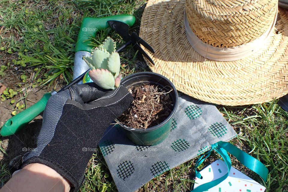 Gloved hand preparing small plant as gift for a better Earth