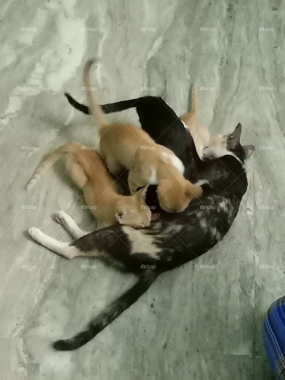 भारत के कैट