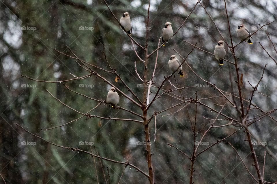 A flock of waxwings birds sitting in a tree in heavy rain - en flock fåglar sidensvansar sitter i ett träd i regn