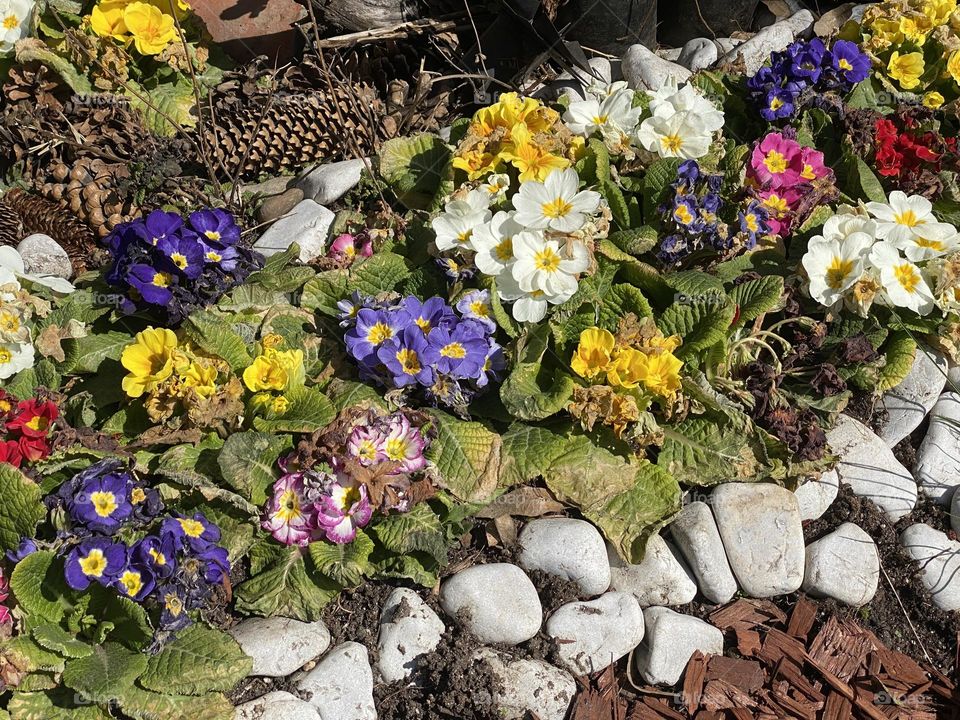 Spring flower in the garden 