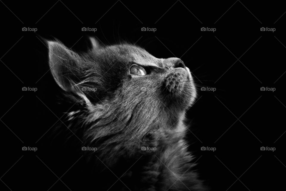Monochrome portrait of a cute grey kitten 