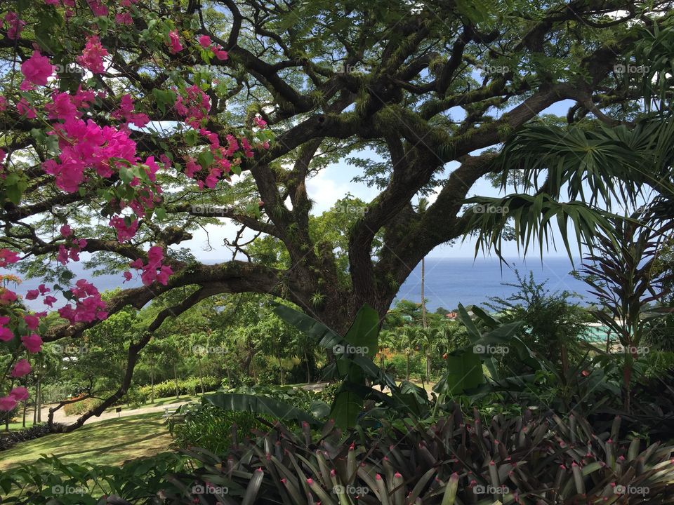 Tree with sea view 