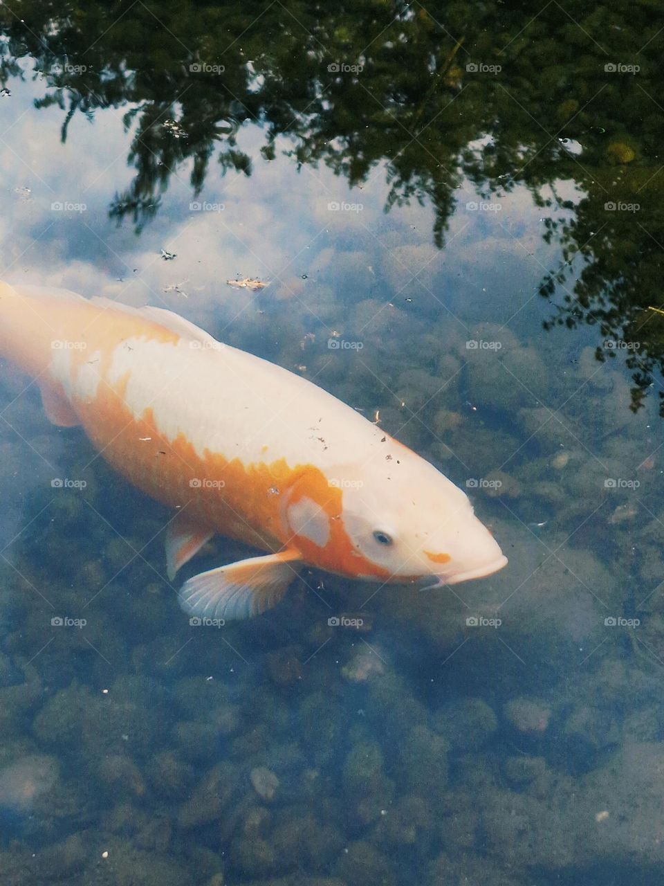 orange fish