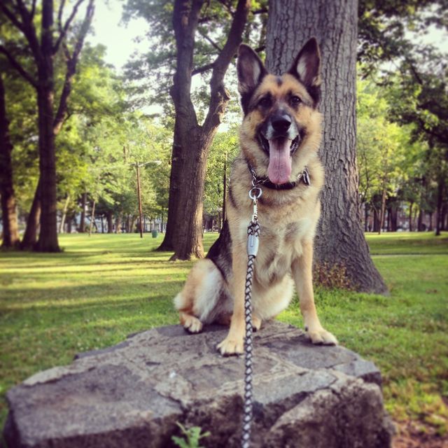German shepherd