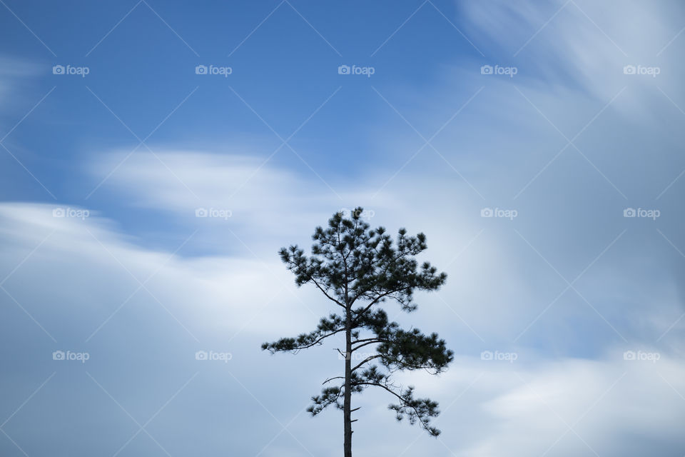 Lonely tree with moving cloud