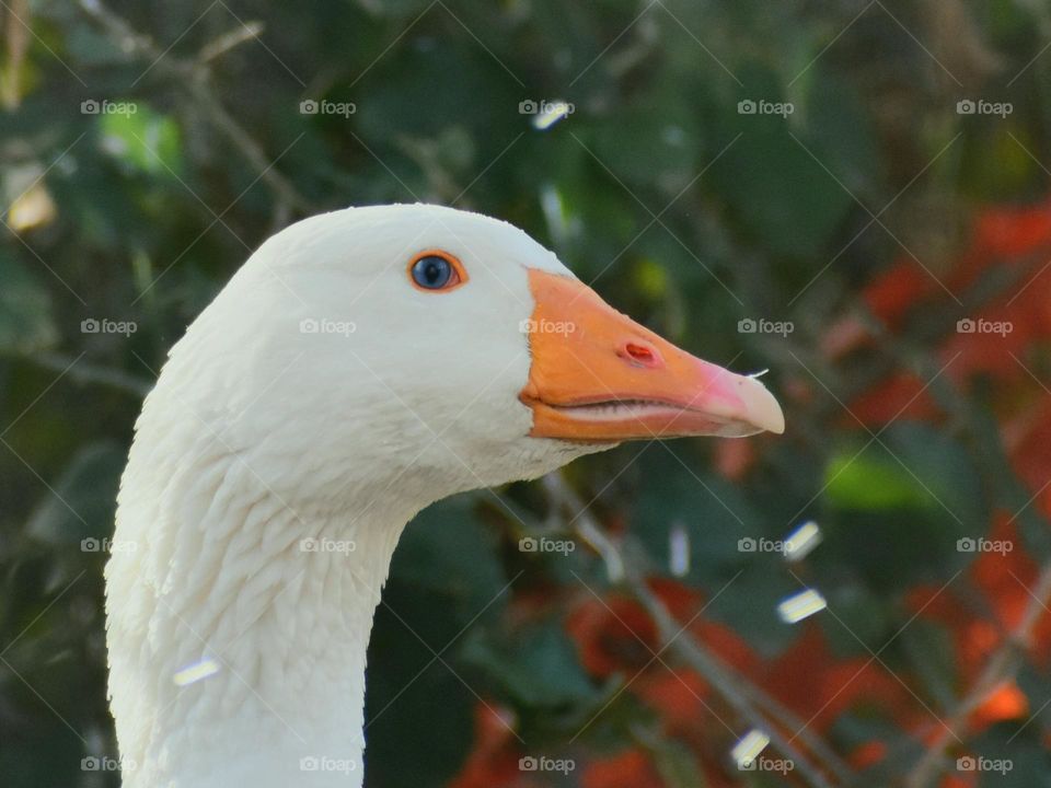 goose portrait