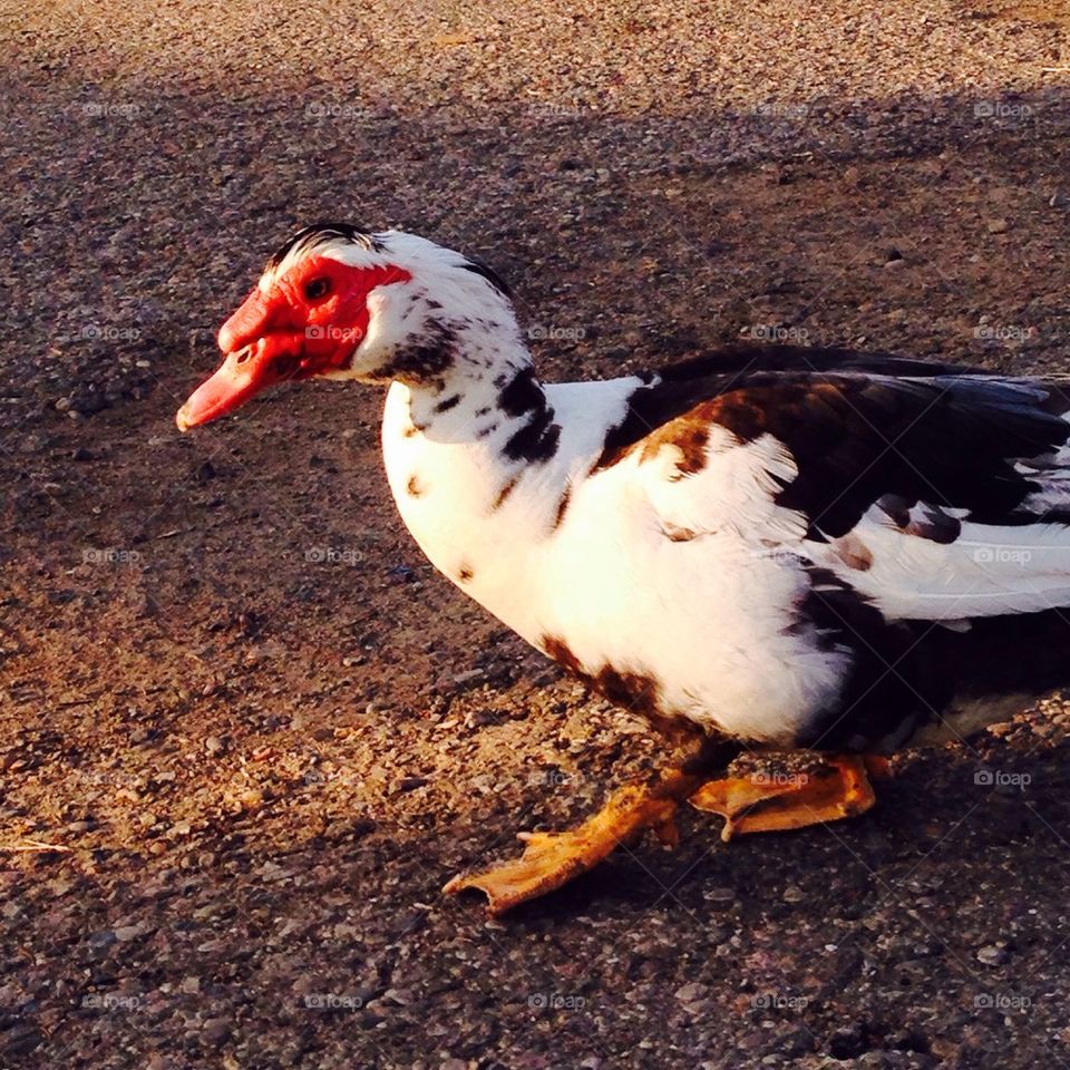 Muscovy duck being inquisitive. 