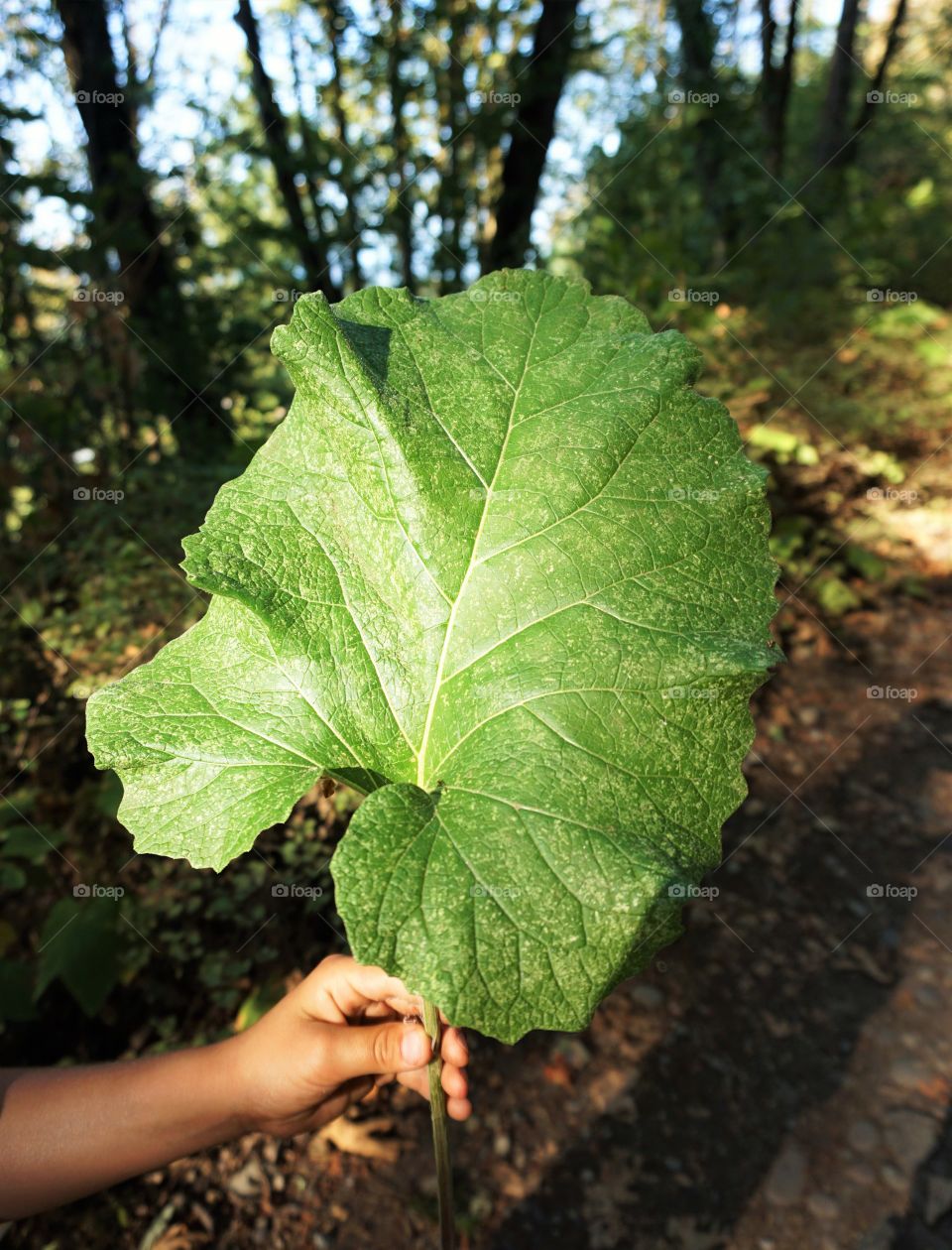 hiking treasures