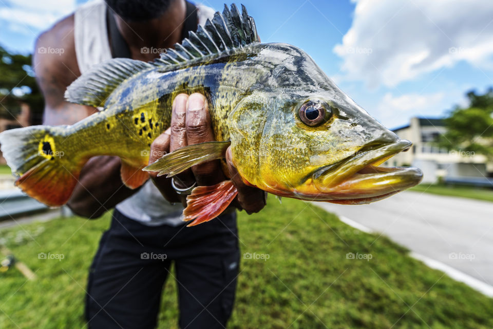 Exotic Peacock Bass