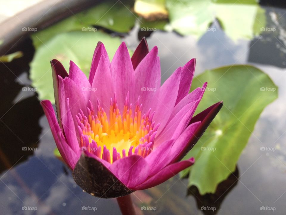 Pink Lotus flower . Pink Lotus flower 