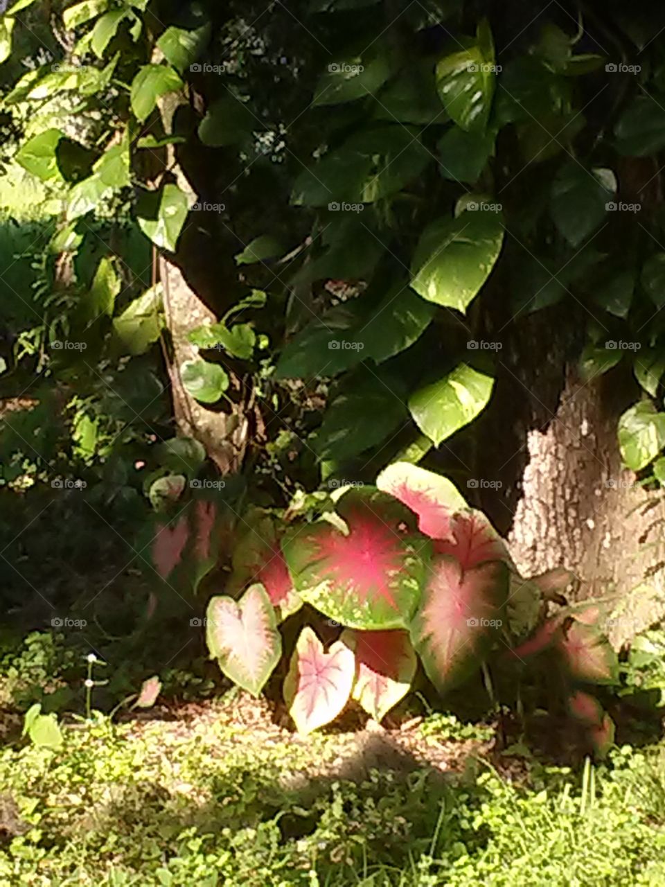 caladiums . our side yard