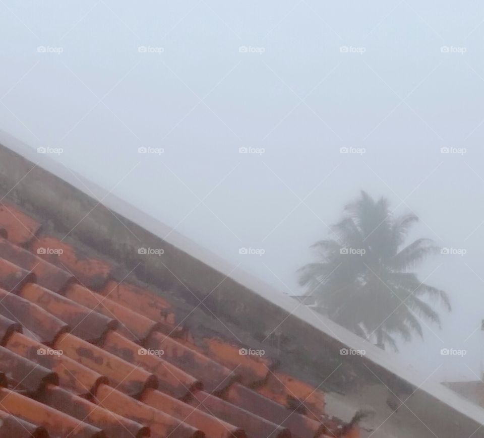coconut tree behind the house when rain is come