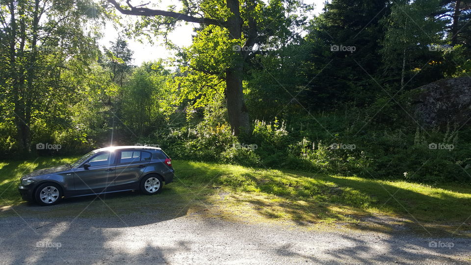 Car in the forest