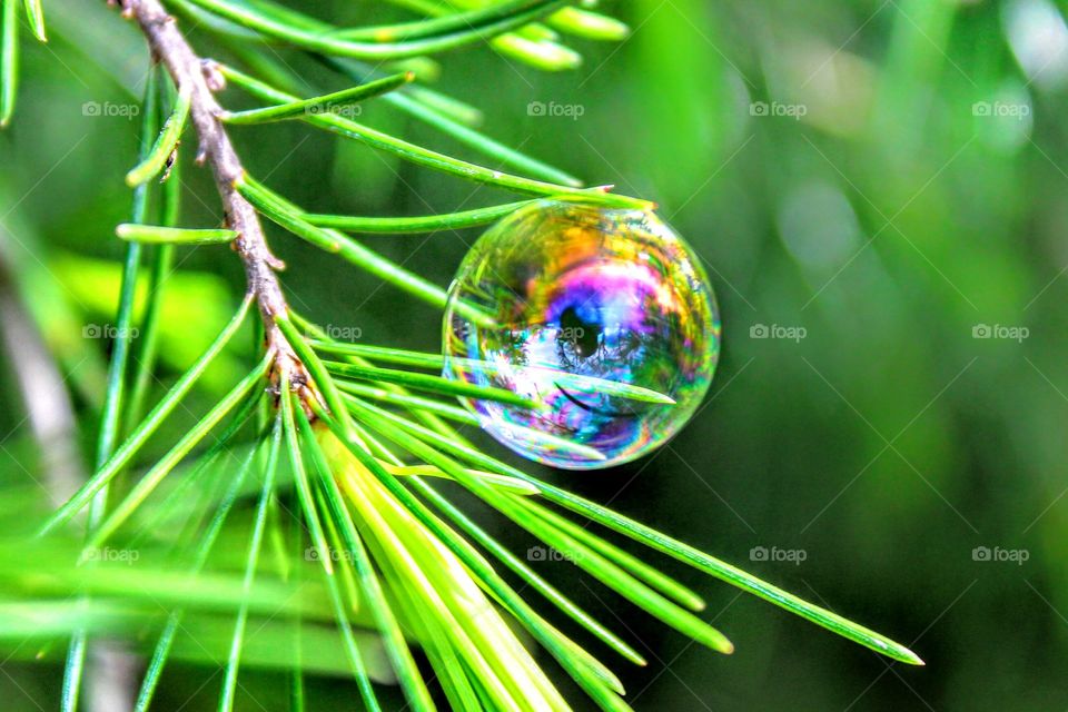 bubble tree