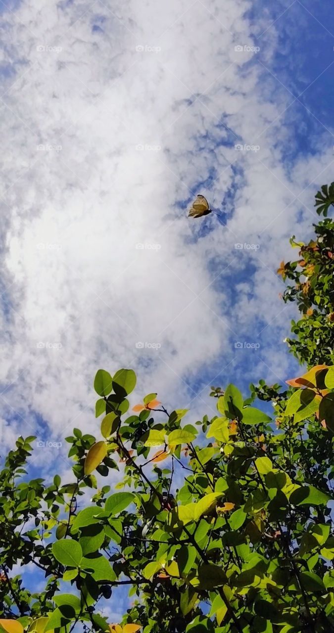 A butterfly on sky