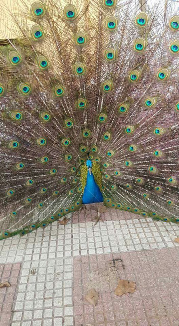 Peacock, Pattern, Desktop, Feather, Bird