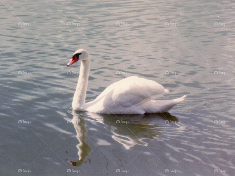 swan. Swan on Lake Morton Lakeland, Florida