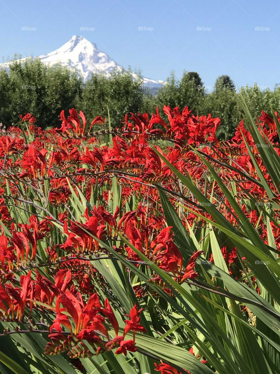 Mountain Flowers