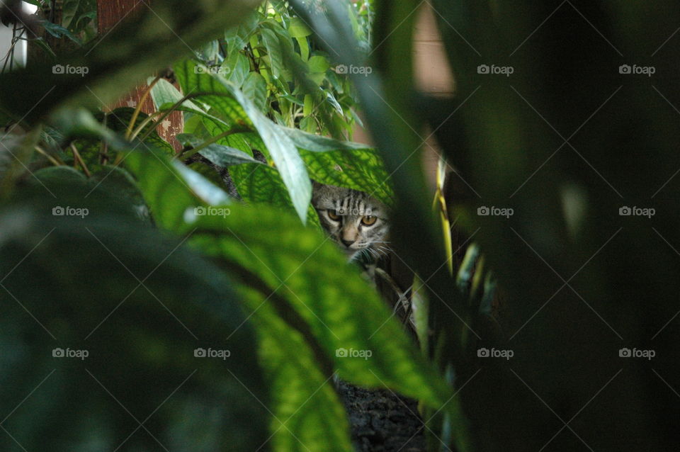 cat behind the leaf