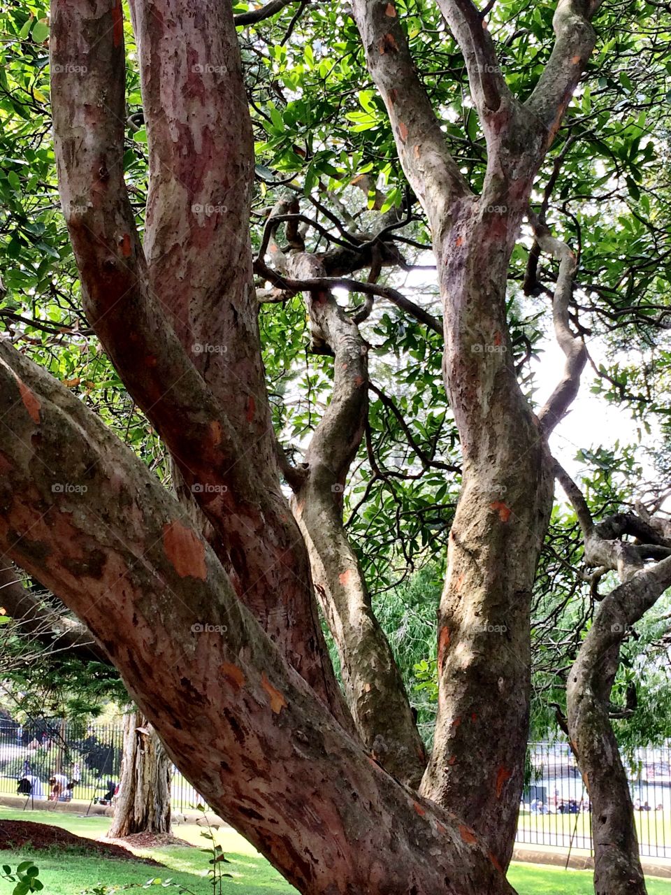 Tree tops