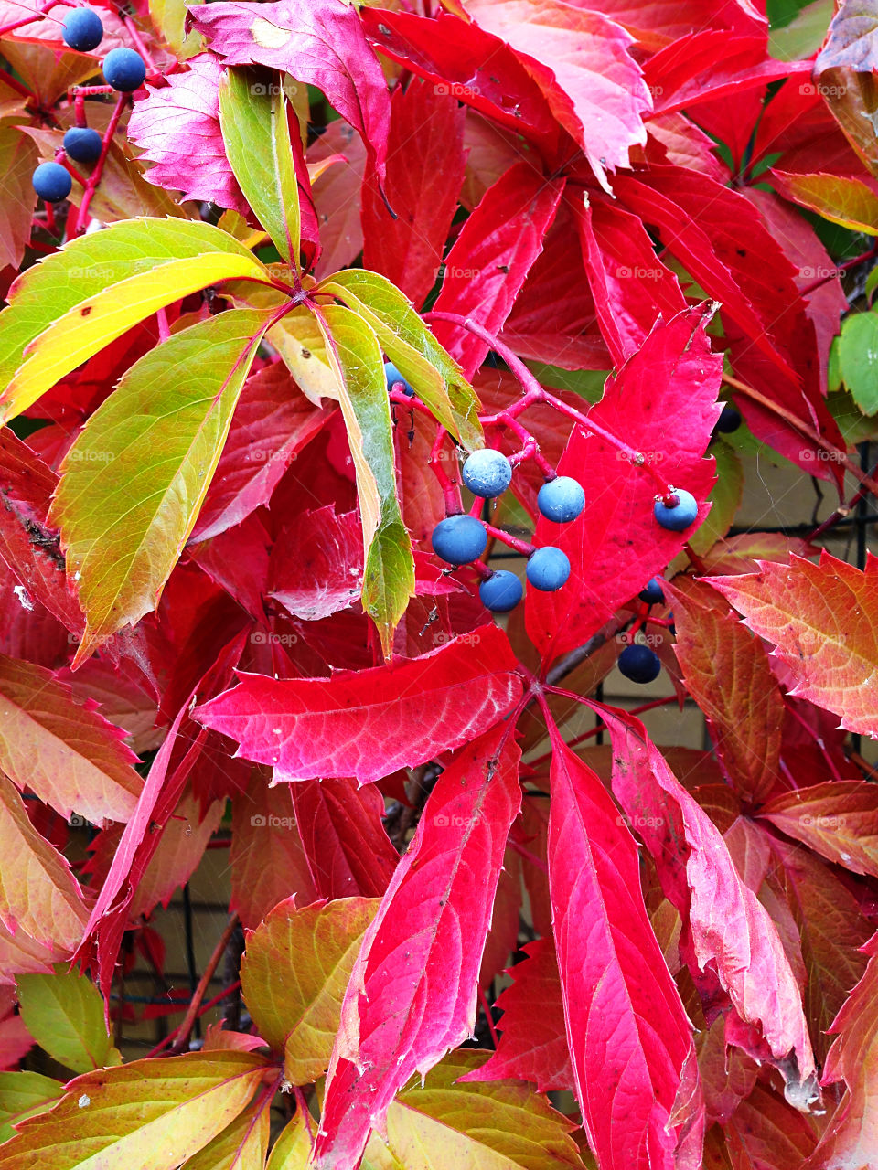 Colorful autumn leaves 