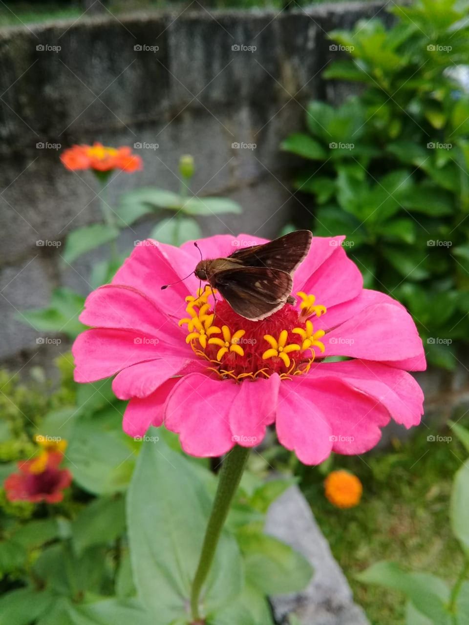 🌹 🇺🇸 Very beautiful flowers to brighten our day.  Live nature and its beauty. Did you like the delicate petals? / 🇧🇷 Flores muito bonitas para alegrar nosso dia. Viva a natureza e sua beleza. Gostaram das pétalas delicadas? 