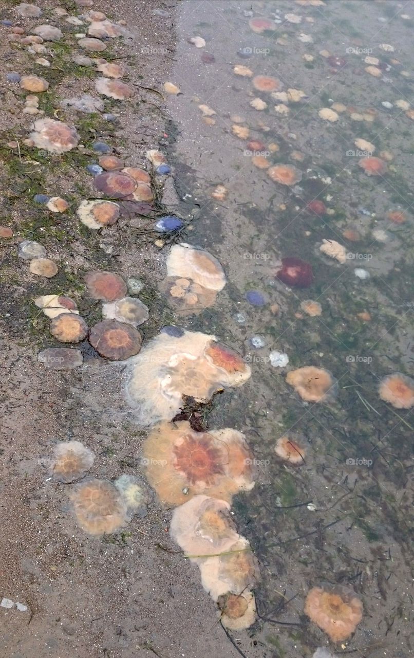 Red jellyfish on the entire beach