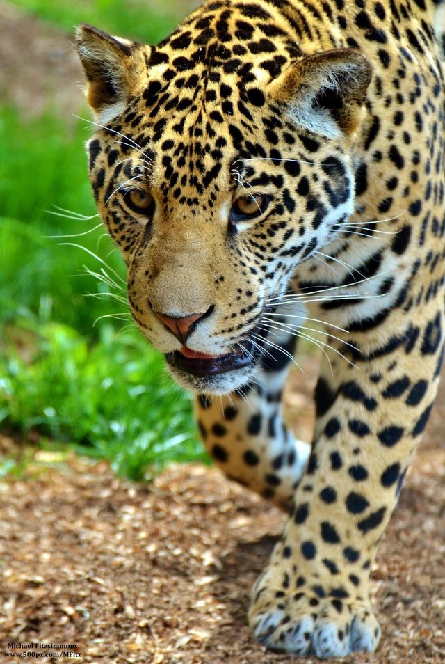 wildlife