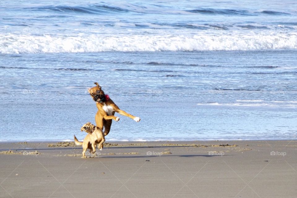 Dancing dogs on the beach 