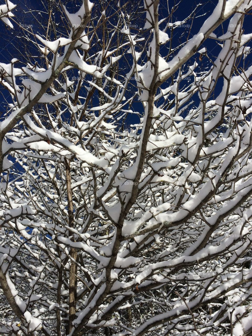 Snow covered branches